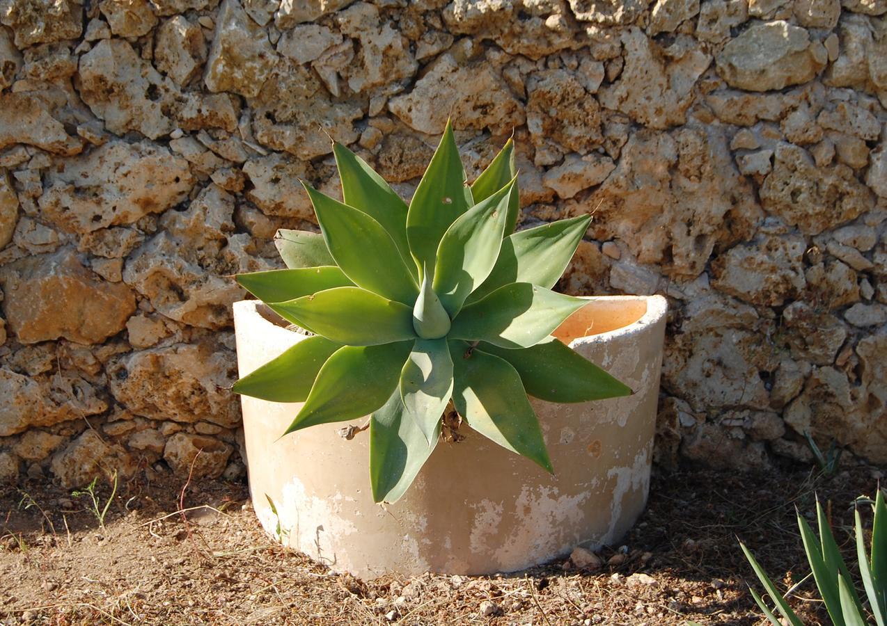 Mood Farmhouse Mythology Gharb  Exterior photo